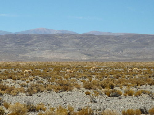  More Vicu&ntilde;as.